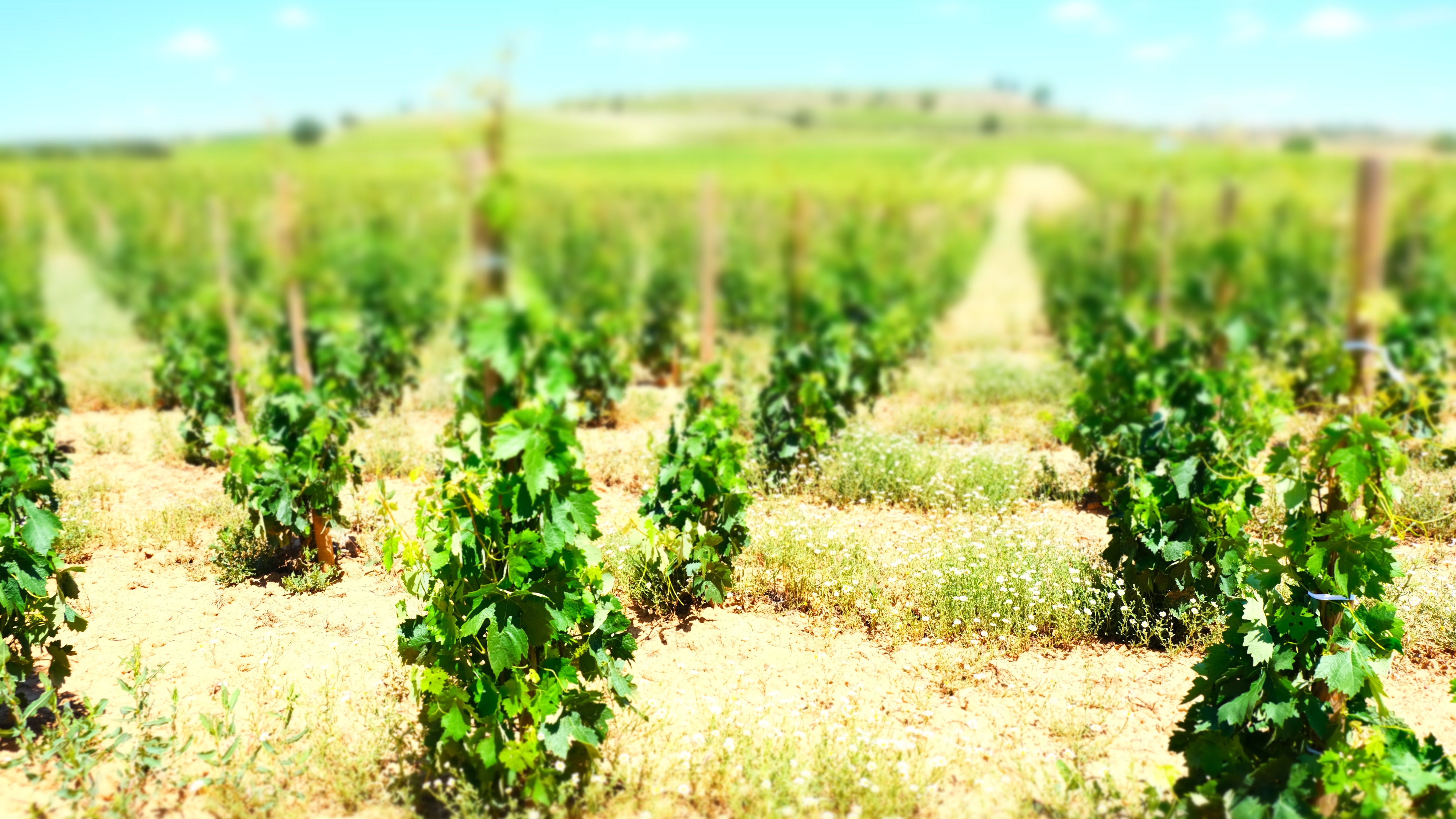 【新品未使用】35 Juana de Arco ホォアナデアルコ RUEDA 楽天市場】中古 juana de arcoの通販