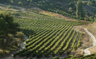 Bodegas Arzuaga-Navarro