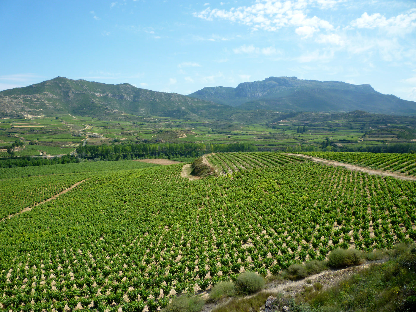 La Rioja Blancos