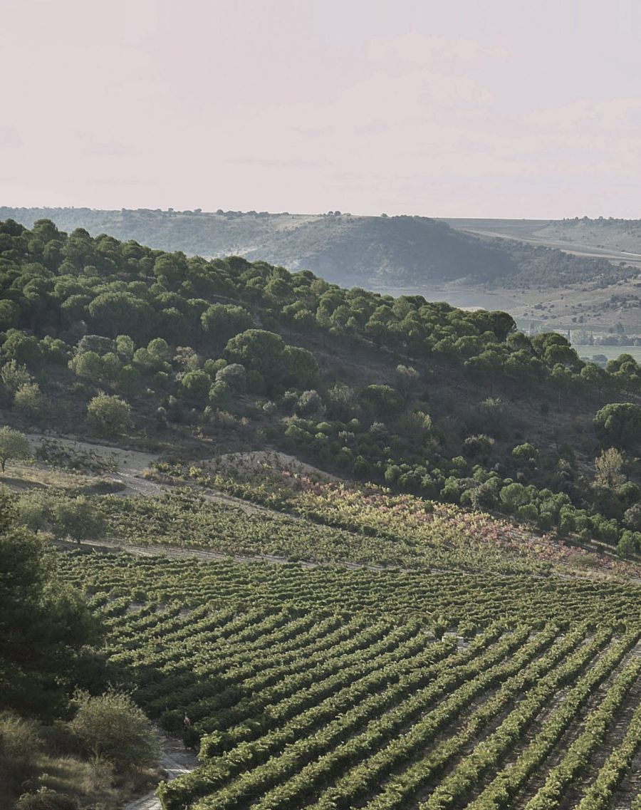 Bodegas Arzuaga-Navarro
